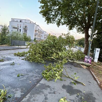 Bild vergr&ouml;&szlig;ern: Ausgebrochener Ast auf einer Straße.