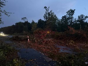 Entwurzelte Bäume auf der Straße