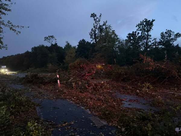 Entwurzelte Bäume auf der Straße